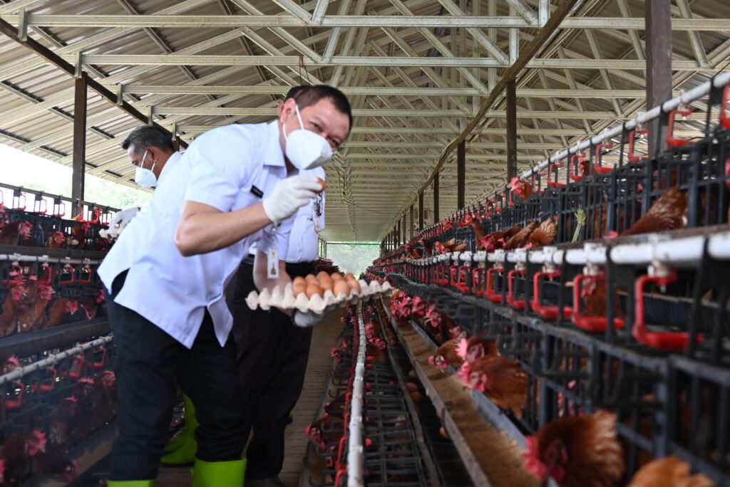 Bupati Paser  Fahmi DORONG “SEJUTA AYAM PETELUR”
